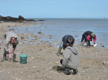  Martin Plajı'nda suların çekildiği kıyı deniz hayvanı kabuğu balık