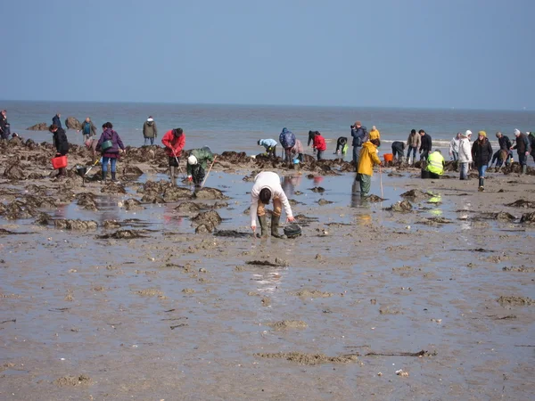 Martin Plajı'nda suların çekildiği kıyı deniz hayvanı kabuğu balık