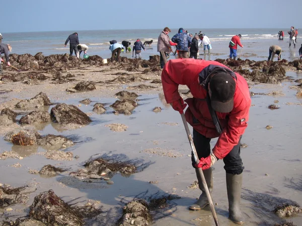  Martin Plajı'nda suların çekildiği kıyı deniz hayvanı kabuğu balık