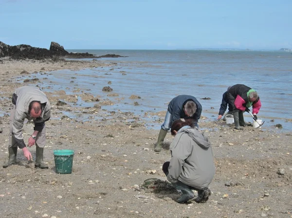  Martin Plajı'nda suların çekildiği kıyı deniz hayvanı kabuğu balık