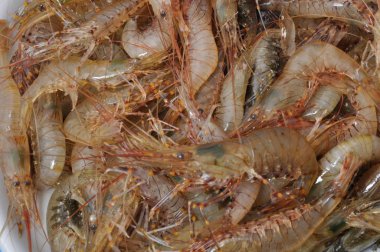 karides karides arka plan