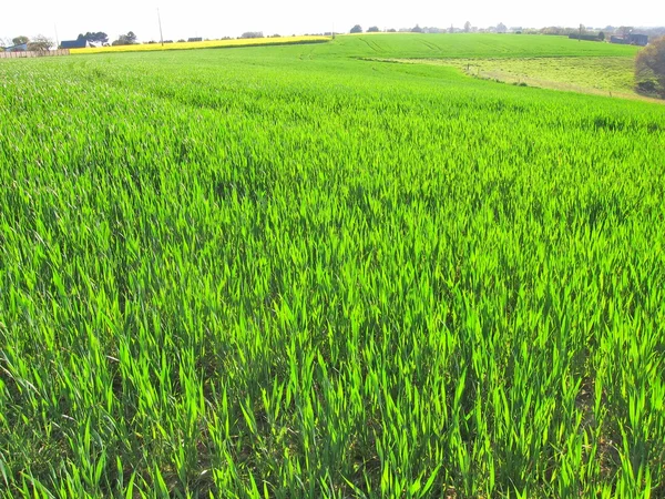 Weizenfeld in der Bretagne — Stockfoto