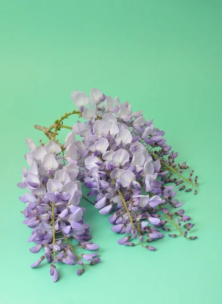 Wisteria on green background — Stock Photo, Image