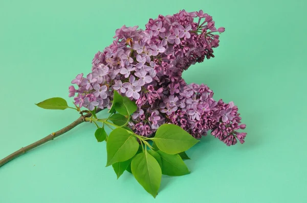 Lilac blossoms  on green background — Stock Photo, Image