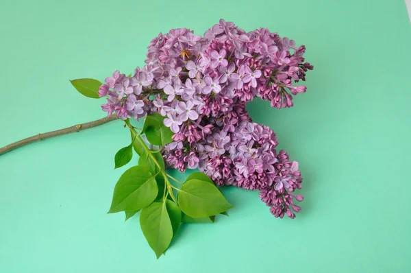 Lilac blossoms   on green background — Stock Photo, Image