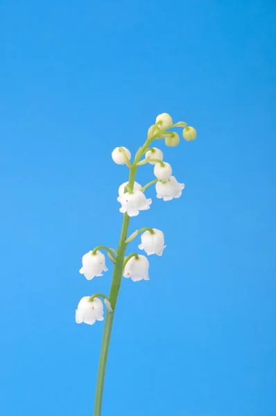 Lily of the valley on blue background — Stock Photo, Image