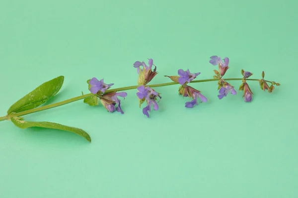 Sage on green background — Stock Photo, Image