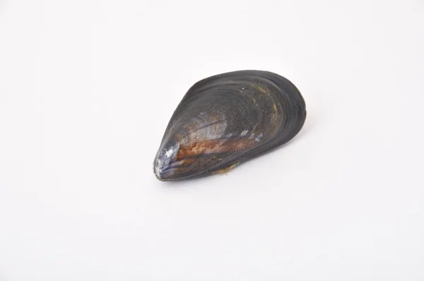 Mussel on a white background — Stock Photo, Image