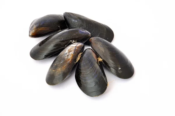 Mussel on a white background — Stock Photo, Image