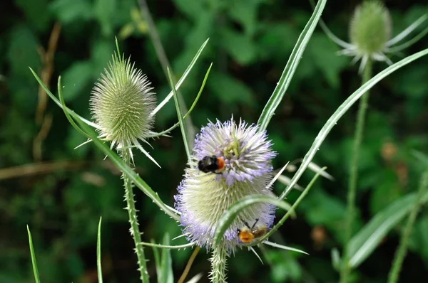 Wilde Teasel in Ajou — Stockfoto