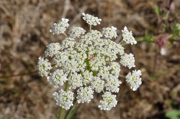 Flor de zanahoria silvestre en Francia — Foto de Stock