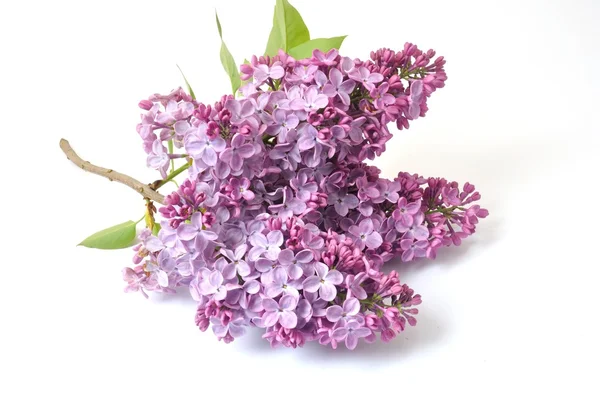 Lilac blossoms on white background — Stock Photo, Image