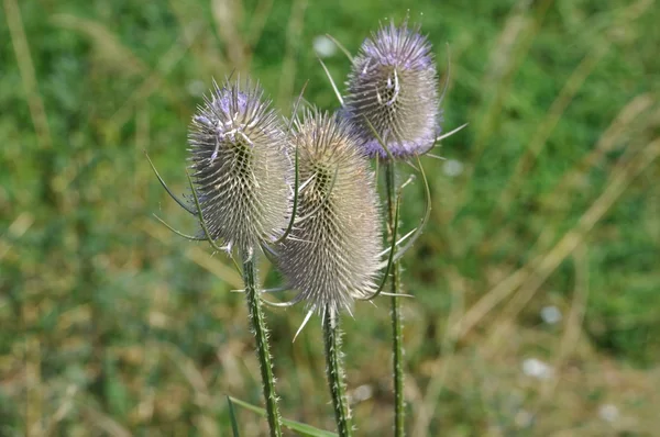 Wild Teasel in France — Stock Photo, Image