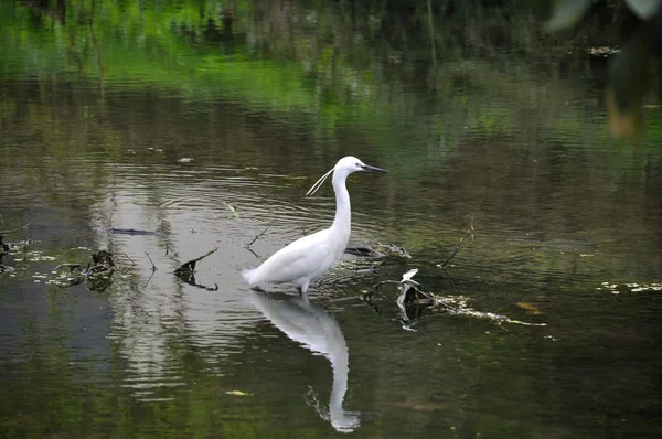 Little egret in Brest — Stock Photo, Image