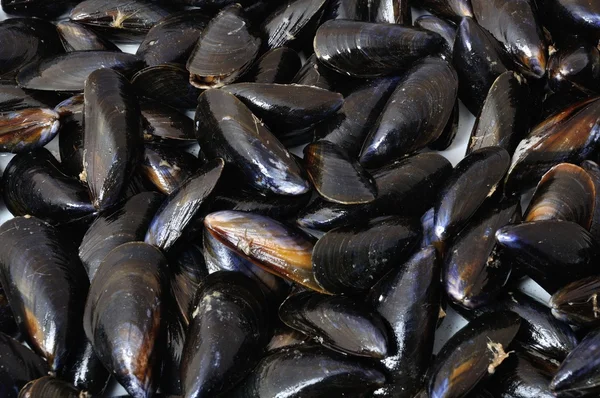 Sfondo di cozze grezze — Foto Stock