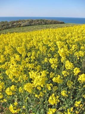 Çiçek tecavüz Brittany
