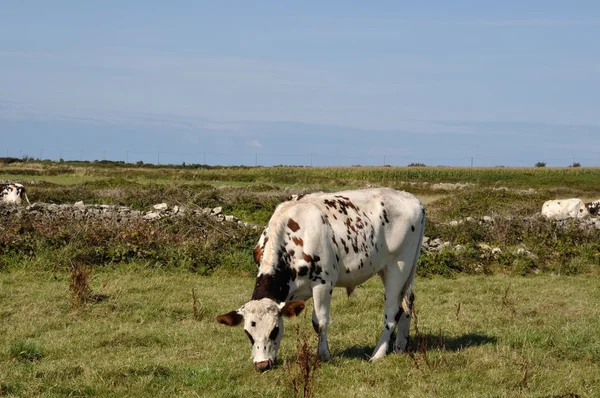 Krowy w łąki w Normandii — Zdjęcie stockowe