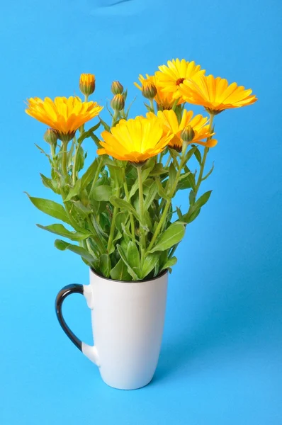 Calendula officinalis op een blauwe achtergrond — Stockfoto