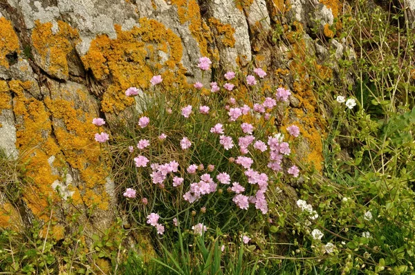 生长在沙丘上的 armeria 船运粉红色海 — 图库照片