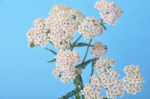 Yarrow Een Blauwe Achtergrond — Stockfoto