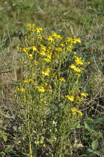 Ragwor Meadow France — Stock Photo, Image