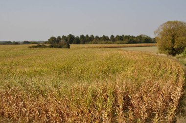 Brittany 'de bir mısır tarlası
