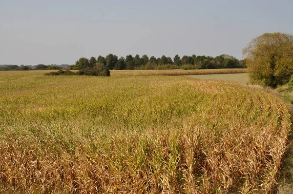Kukoricaföld Bretagne Ban — Stock Fotó