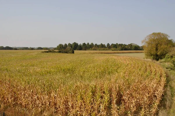 Campo Mais Bretagna — Foto Stock