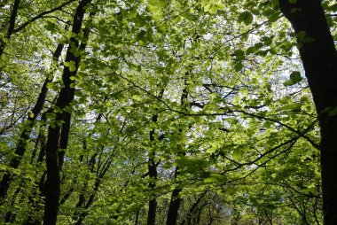 Brittany 'deki ormanda kayın ağaçları