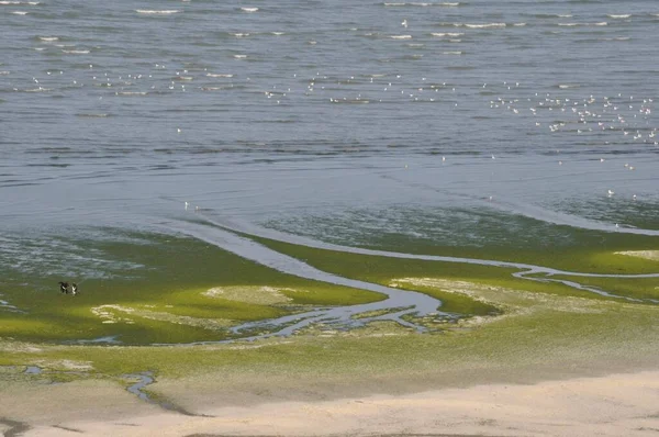 Strand Valt Groen Zeewier Binnen — Stockfoto