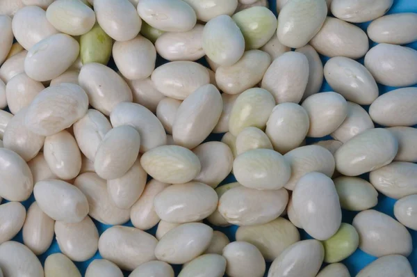 Coco Paimpolais Bean Sfondo Blu — Foto Stock
