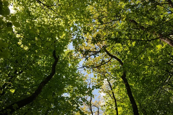 Hayas Bosque Bretaña — Foto de Stock