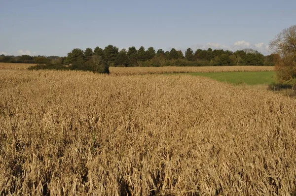 Kukoricamező Ősszel Bretagne Ban — Stock Fotó