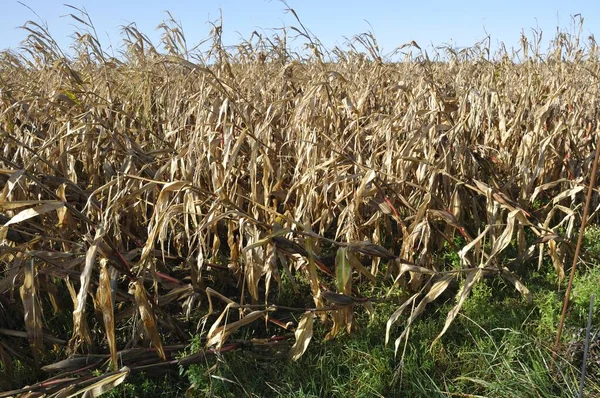 Cornfields Lying Storm — Stock Photo, Image