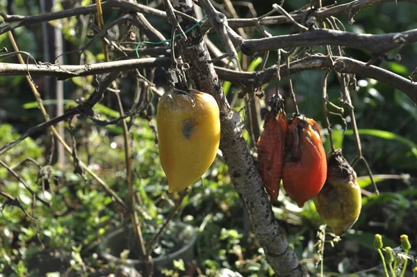 Tomate Afectado Por Plaga Tardía — Foto de Stock