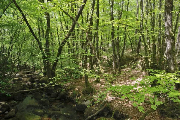 Bosque Rocas Bretaña — Foto de Stock