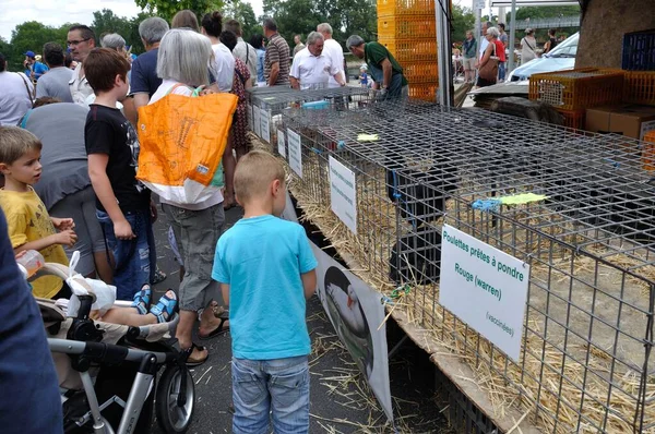 Kiállítások Sur Loire France August 2015 Emberek Piacon — Stock Fotó