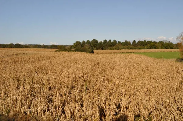 Corn  field at fall in Brittany