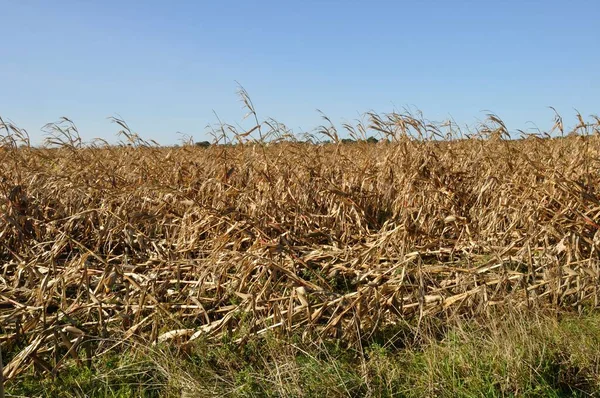 Cornfields Lying Storm — Stock Photo, Image