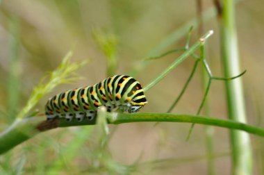 Kırlangıç kuyruklu tırtıl rezene bitkisinin üstünde