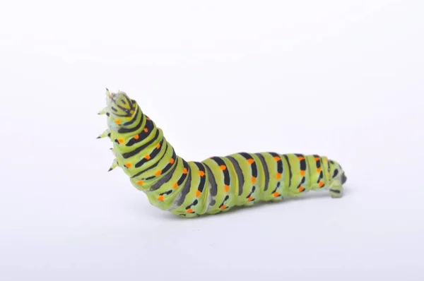 Swallowtail Caterpillar White Backgroung — Stock Photo, Image