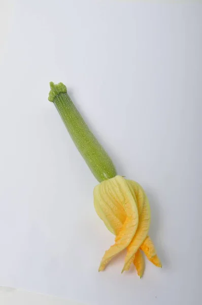 白地にズッキーニの花 — ストック写真