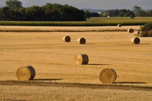 Rundballen Aus Stroh Auf Abgeernteten Feldern — Stockfoto