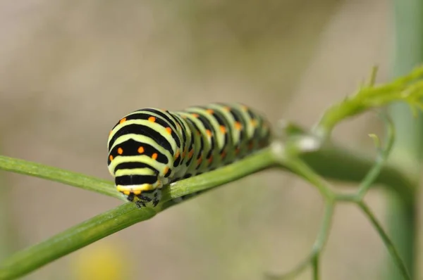 Swallowtail Rups Een Venkelplant — Stockfoto