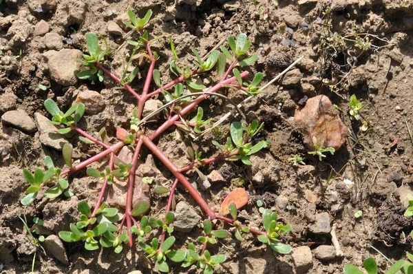 Bahçedeki yabani otlaklar