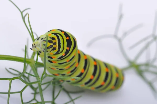 Swallowtail Rups Een Witte Achtergrond — Stockfoto