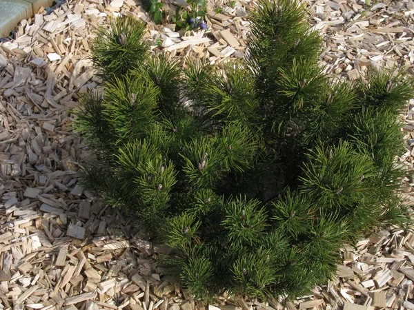 Mulching Flower Bed Wood Chips — Stock Photo, Image