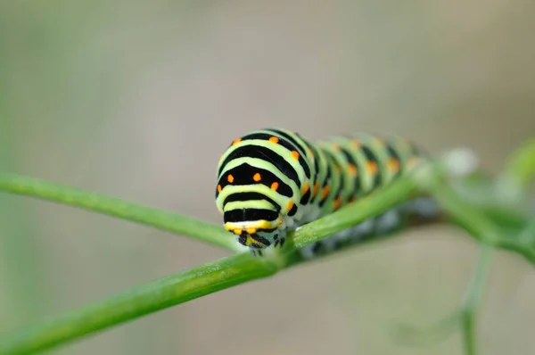 Chenille Hirondelle Sur Une Plante Fenouil — Photo