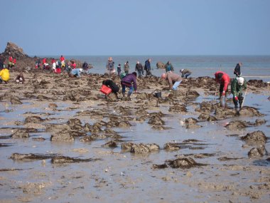 Brittany 'de bir sahilde balıkçı