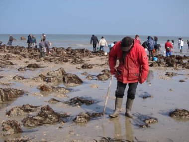 Brittany sahilinde balıkçılar